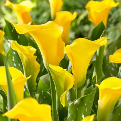 Zantedeschia Florex Gold' (Ships in Spring) 