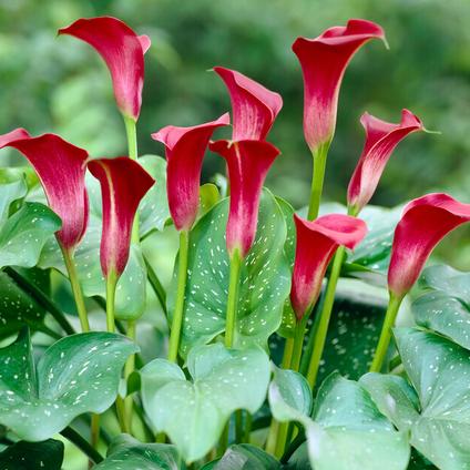 Zantedeschia Majestic Red' (Ships in Spring) 