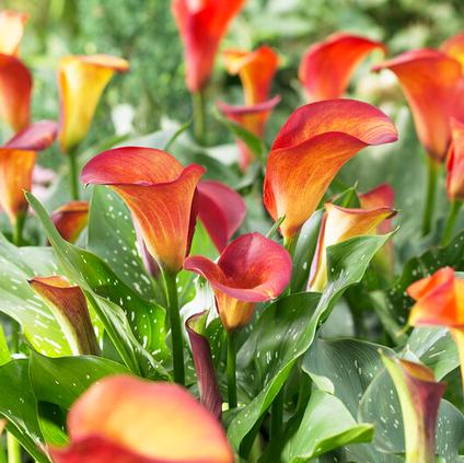 Zantedeschia Flame' (Ships in Spring) 