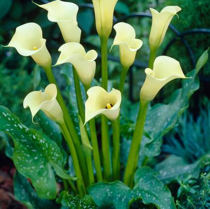 Zantedeschia Black Eyed Beauty' (Ships in Spring) 