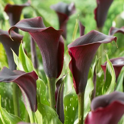 Zantedeschia Schwarzwalder' (Ships in Spring) 