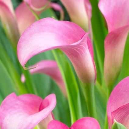 Zantedeschia Rehmanni' (Ships in Spring) 
