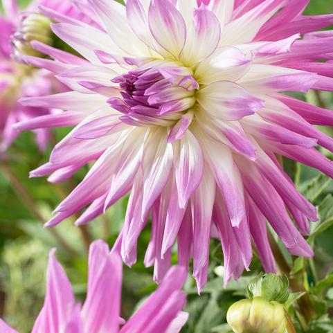 Dahlia Cactus 'Mingus Randy' (Ships in Spring) 