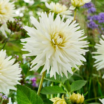 Dahlia Cactus 'My Love' (Ships in Spring) 
