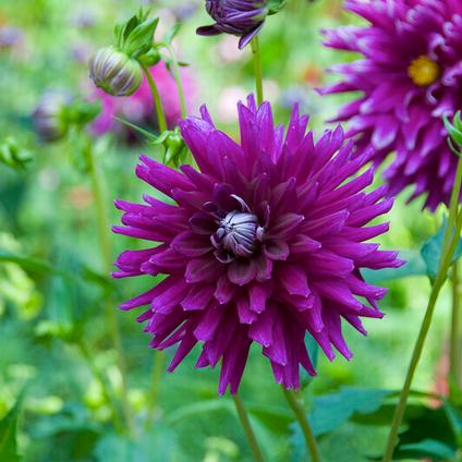 Dahlia Cactus 'Purple Gem' (Ships in Spring) 