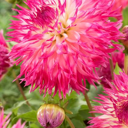 Dahlia Cactus 'Pineland's Princess' (Ships in Spring) 