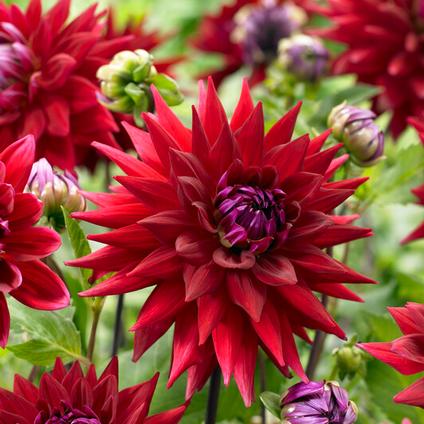 Dahlia Cactus 'Witteman's Best' (Ships in Spring) 