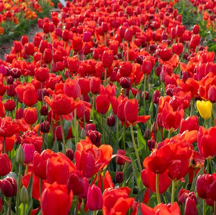 Tulipa Long-lasting 'All Season Red Mix' 