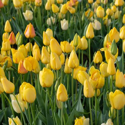 Tulipa Long-lasting 'All Season Yellow Mix' 