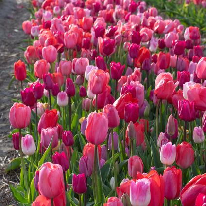 Tulipa Long-lasting 'All Season Pink Mix' 