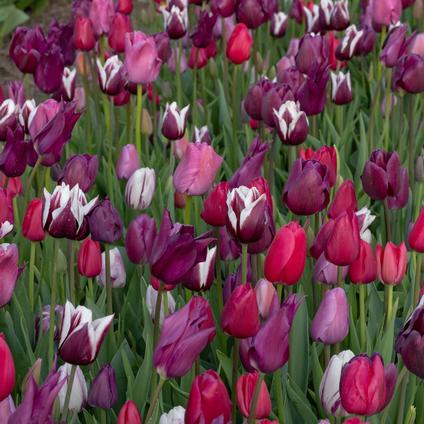 Tulipa Long-lasting 'All Season Purple Mix' 
