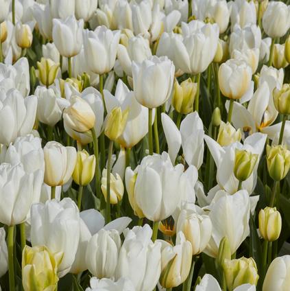 Tulipa Long-lasting 'All Season White Mix' 