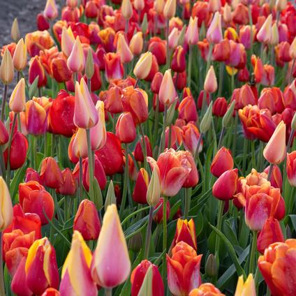 Tulipa Long-lasting 'All Season Orange Mix' 