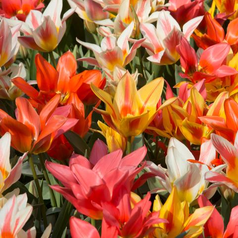 Tulipa Greigii 'Canada Pride Mix' 