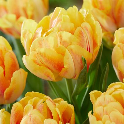 Tulip