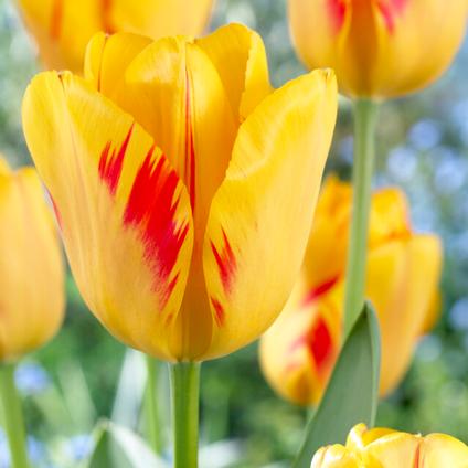 Tulipa Darwin Hybrid 'Olympic Flame' 