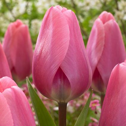 Tulipa Darwin Hybrid 'Big Love' 