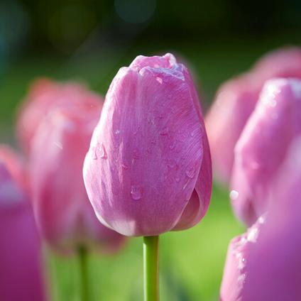 Tulipa Darwin Hybrid 'Purple Pride' 