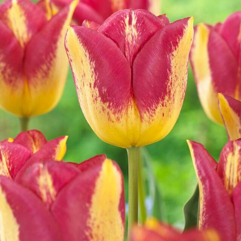 Tulipa Triumph 'Boston' 