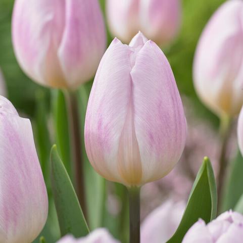 Tulipa Triumph 'Sweet Flag' 