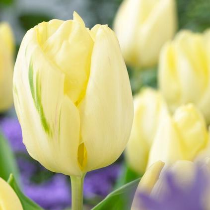 Tulipa Triumph 'Cream Flag' 