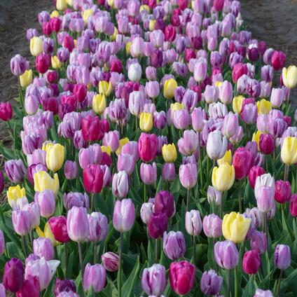 Tulipa Triumph 'Flag Mixture' 