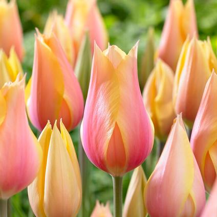 Tulipa Single Late 'Blushing Lady' 