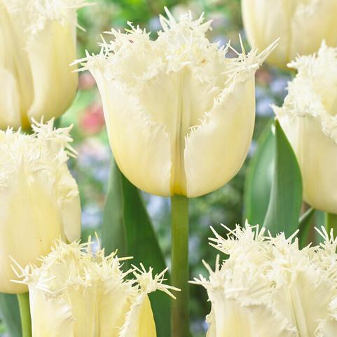 Tulipa Fringed 'Northpole' 