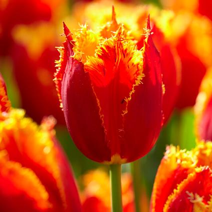 Fresh Tulips:Fringed Tulips