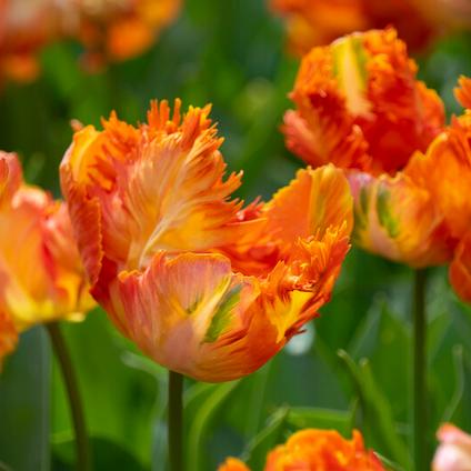 Tulipa Parrot 'Parrot King' 