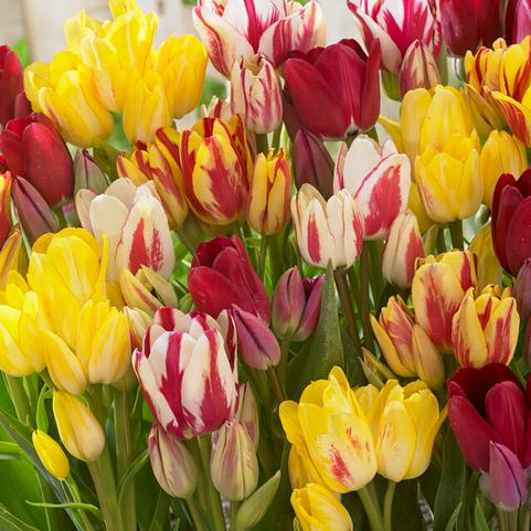 Tulipa Bunch Flowering 'Club Mixture' 
