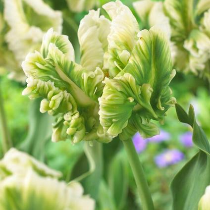 Tulipa Parrot 'Super Parrot' 