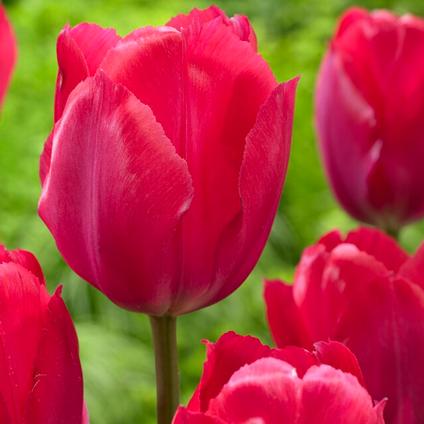 Tulipa Darwin Hybrid 'Lady Van Eijk' 