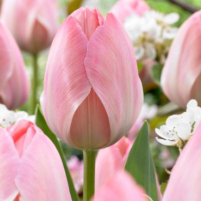 Tulipa Darwin Hybrid 'Mystic Van Eijk' 