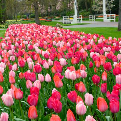 Tulipa Darwin Hybrid 'Van Eijk Mixture' 