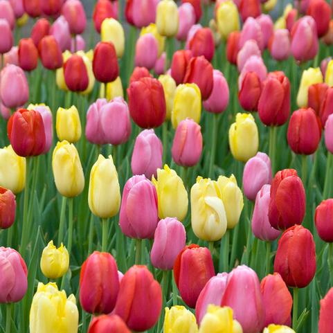 Tulipa Single Late 'Sunshine Mixture' 