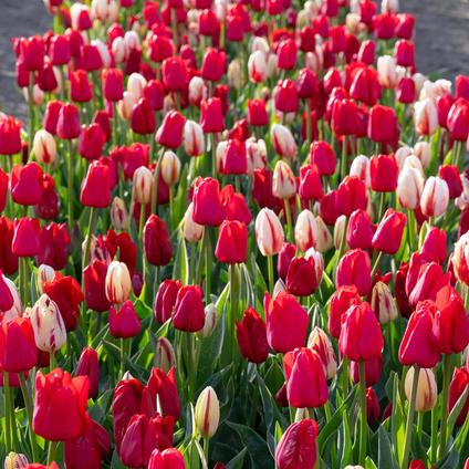 Tulipa Triumph 'Holiday Mixture' 