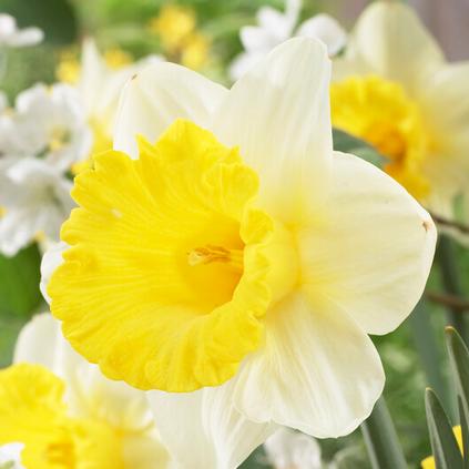 Narcissi Trumpet 'Goblet' 