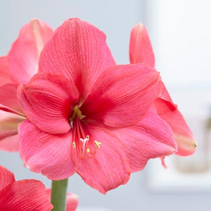 Amaryllis Dutch 'Pink Surprise' 