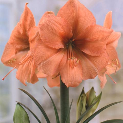 orange amaryllis flower