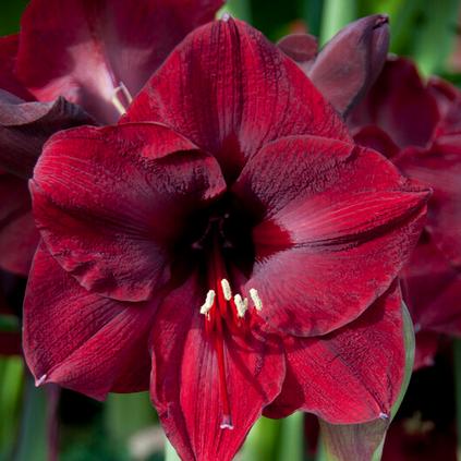 Amaryllis Peruvian 'Mandela' 