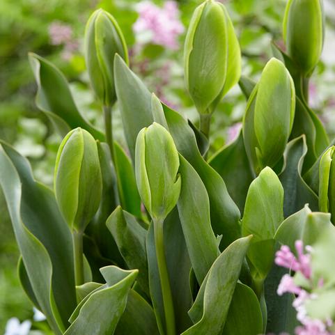 Tulipa Green 'Green Power' 