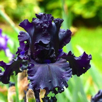Iris Germanica 'All Night Long' 