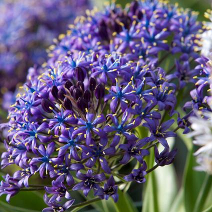 Scilla Peruviana 'Portuguese Squill Blue' 