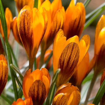 Crocus Species 'Orange Monarch' 