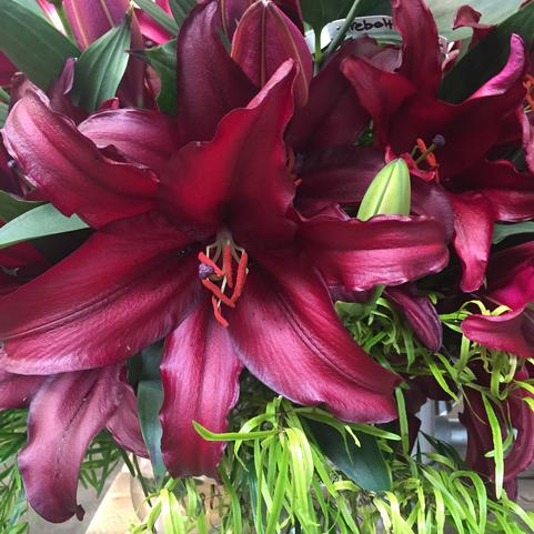 Lilium Oriental 'Firebolt' (Ships in Spring) Lily: Box of 25 Size 16/18