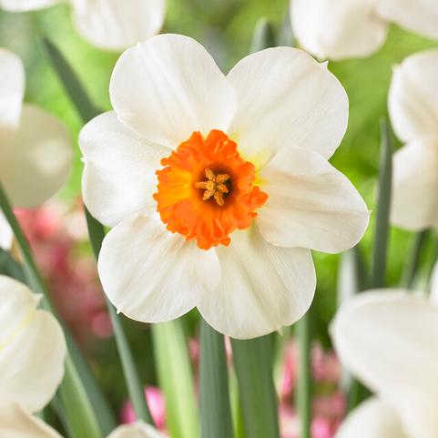 Narcissi Small Cupped 'Barrett Browning' 
