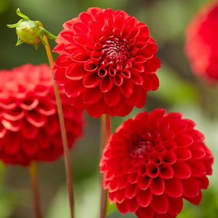 Dahlia Ball 'Red Cap' (Ships in Spring) 