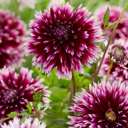 Dahlia Cactus 'Alauna Clair-Obscur' (Ships in Spring) 