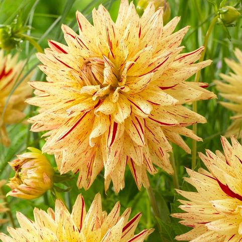 Dahlia Cactus 'Hy Pimento' (Ships in Spring) 